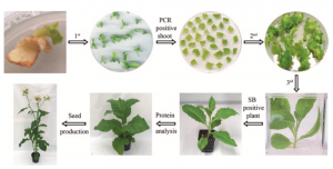 Recombinant Proteins from Plants Fig 3