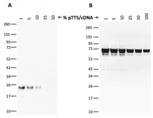 Recombinant Protein Expression in Mammalian Cells fig 1