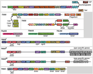 Bacterial Protein Secretion Systems fig 1