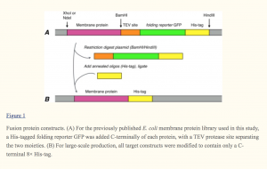 fig. 1 - A rapid expression and purification condition screening protocol for membrane protein structural biology