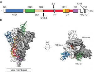 Sequence map of spike protein, with highlighted monomers